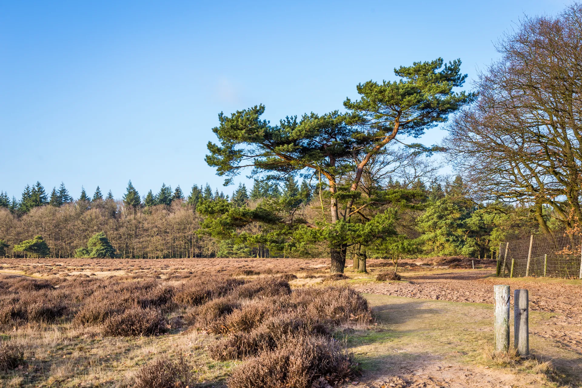 Heide op de Veluwe bij Apeldoorn