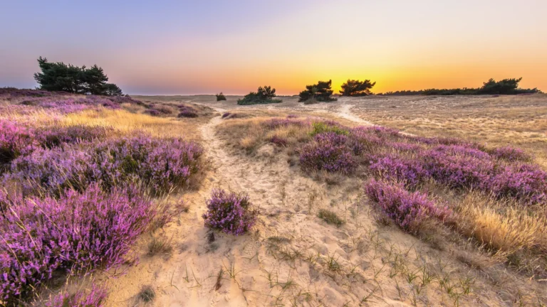 Paarse heide op de Veluwe bij zonsondergang